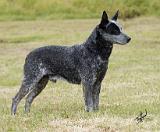 Australian Stumpy Tail Cattle Dog